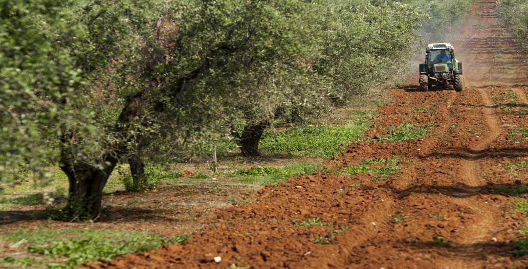 olive-farm-tractor
