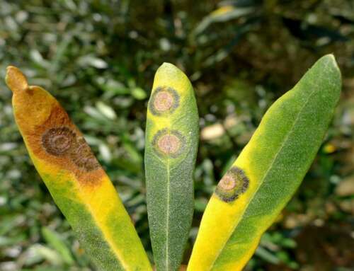 Ο καιρός ευνοεί την ανάπτυξη κυκλοκονίου στις ελιές του Βόλου