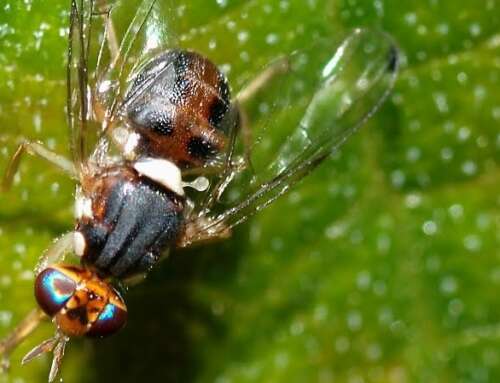 Με GIS και GPS πειραματικές δράσεις δακοκτονίας