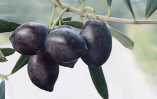 Λιανολιά ή Κουτσουρολιά