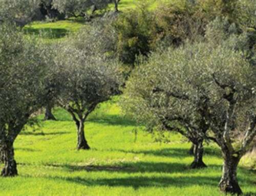 Εντατικούς ελέγχους ζητά η Κομισιόν για την Xylella | Agronews.gr