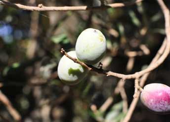 Αδραμυτινη
