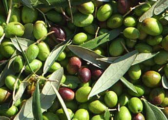 Αγουρομανακολιά