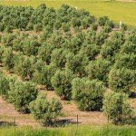 Διάταξη ελαιώνα