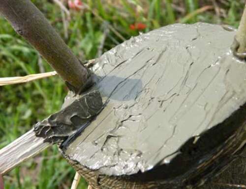 Πάστα Εμβολιασμού με κολοφώνιο