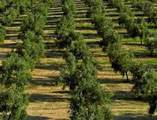Συμβουλές για την καλλιέργεια της ελιάς (συνοπτικά)