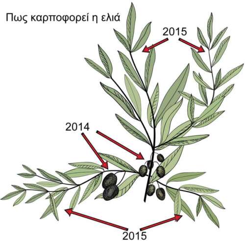 Καρποφορία της ελιάς