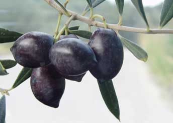 Λιανολιά ή Κουτσουρολιά