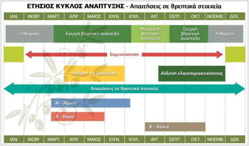 Ετήσιος κύκλος ανάπτυξης της ελιάς