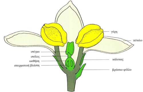 Άνθος της ελιάς