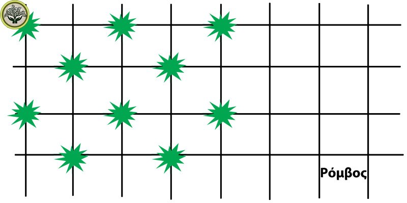 Διάταξη ρόμβος