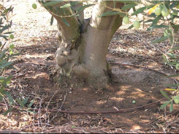 Στάγδιν πότισμα ελαιώνα