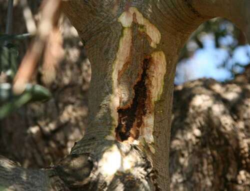 Έγκυρη η εκρίζωση ελιών σε ακτίνα 100μ. λόγω Xylella