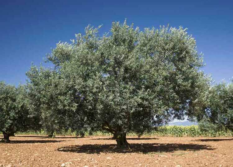 Ελιά πριν το κλάδεμα Ελιά πριν το κλάδεμα