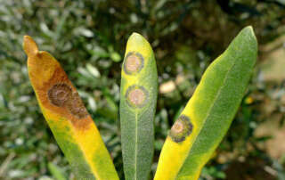 Κυκλοκονιο